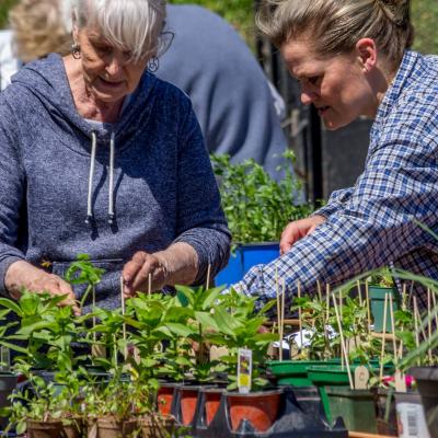 plant sale
