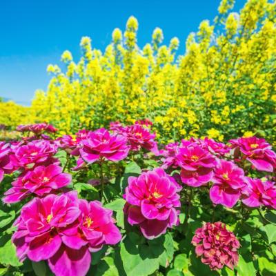 garden flowers