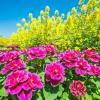 garden flowers